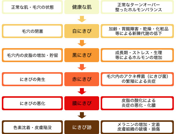 ホルモンの増加による脂腺の増殖と皮脂分泌機能亢進