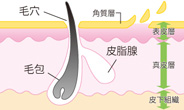 正常な肌のイラスト解説